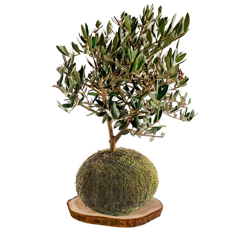 Kokedama Olivo