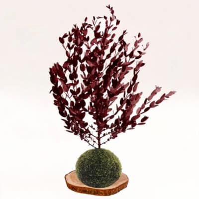 Kokedama eucalipto-parvifolia