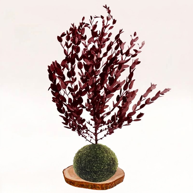 Kokedama eucalipto-parvifolia