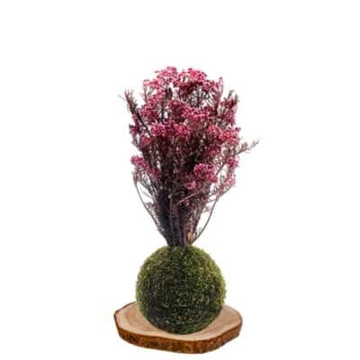Kokedama Flor-de-arroz