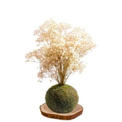 Kokedama paniculata