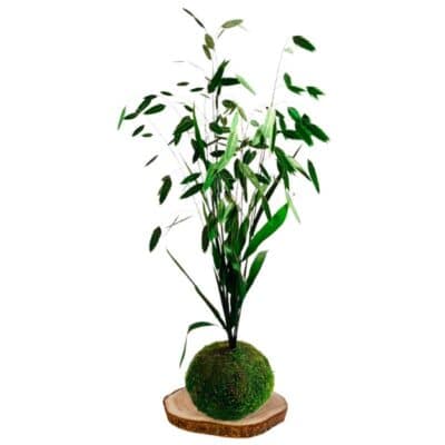 Kokedama Chasmanthium