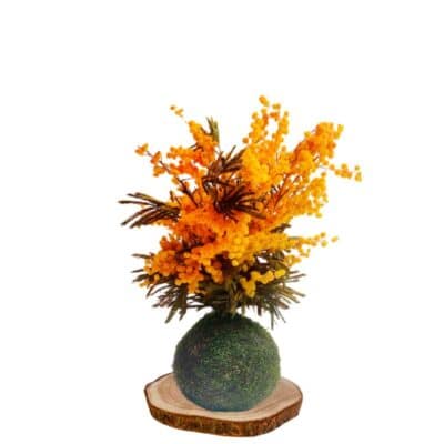 Kokedama Mimosa