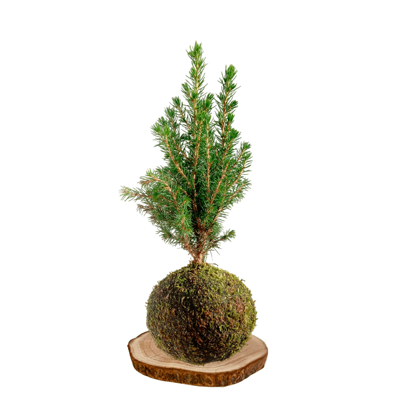 Kokedama Abeto