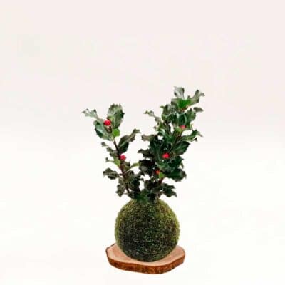 Kokedama Acebo hecha a mano con musgo natural.