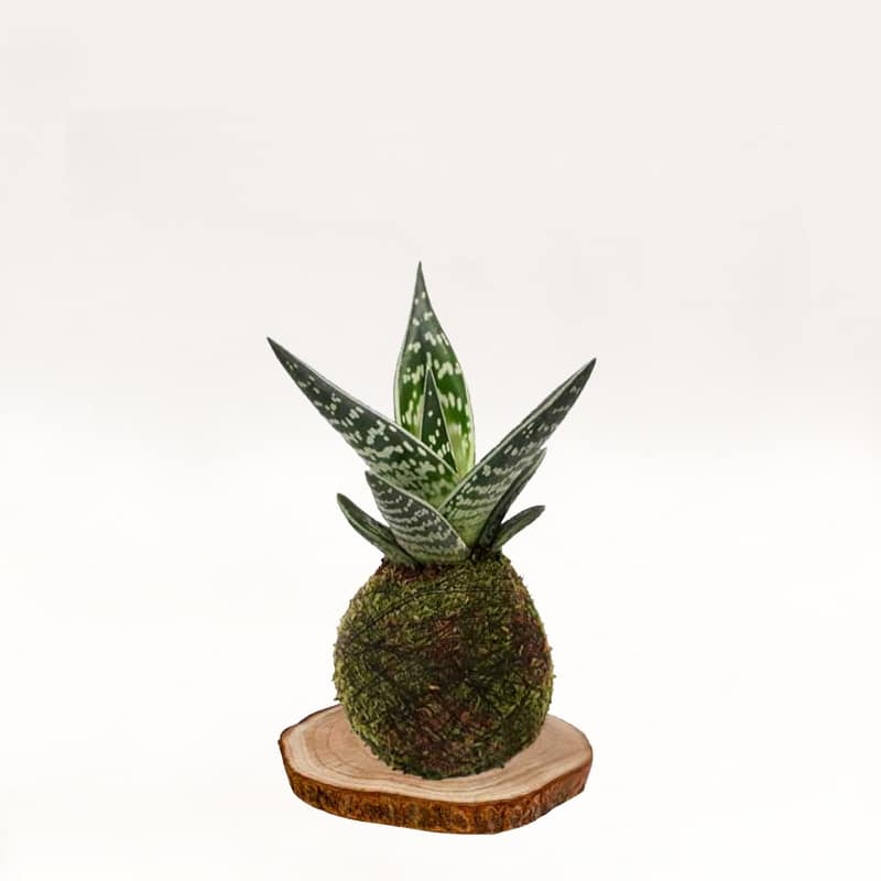 Kokedama Aloe-tigre, artesanal con musgo natural.