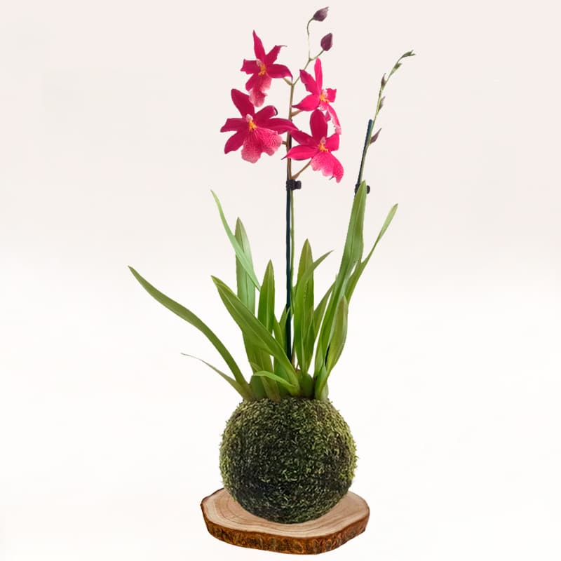 Kokedama Cambria