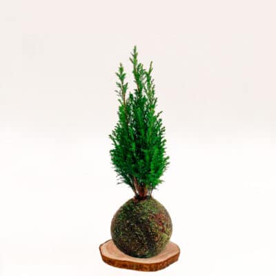 Kokedama Abeto