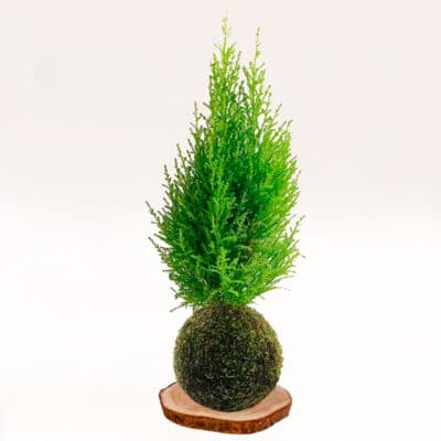 Kokedama Ciprés limonero hecha a mano con musgo natural