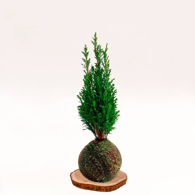 Kokedama Abeto