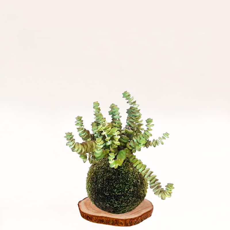 Kokedama Collar-de-jade, hecho a mano con musgo natural.