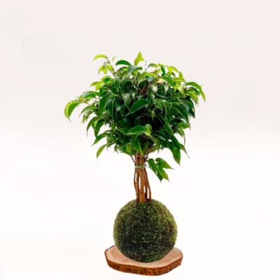 Kokedama Ficus benjamina elaborado a mano con musgo natural