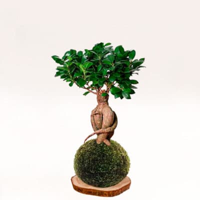 Kokedama Ficus ginseng elaborado a mano con musgo natural