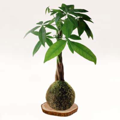 Kokedama Pachira hecha a mano con musgo natural