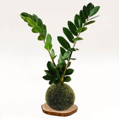 Kokedama-Zamioculca elaborada artesanalmente con musgo natural