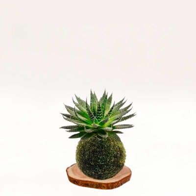 Kokedama Aloe-aristata elaborado a mano con musgo natural