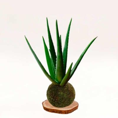 Kokedama Aloe-vera elaborada artesanalmente con musgo natural