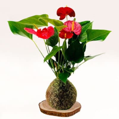 Kokedama Anturio hecha a mano con musgo natural
