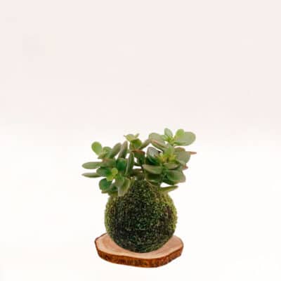 Kokedama Árbol-de-jade elaborada artesanalmente con musgo natural