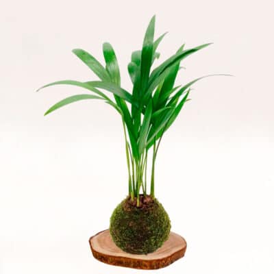 Kokedama Areca elaborada artesanalmente con musgo natural
