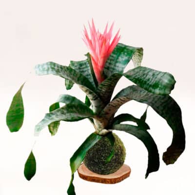 Kokedama Billbergia hecha a mano con musgo natural