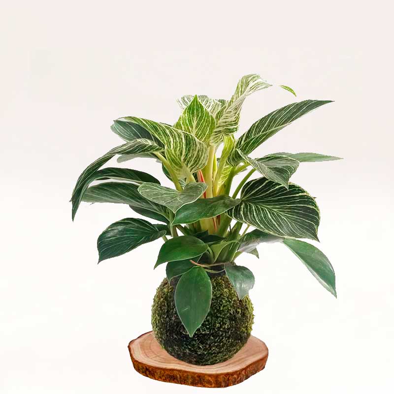 Kokedama Birkin