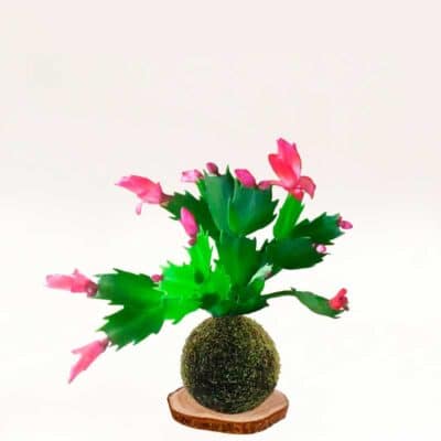 Kokedama Cactus Navidad elaborado a mano con musgo natural