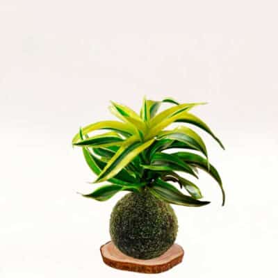 Kokedama Canción-de-la-India hecha a mano con musgo natural