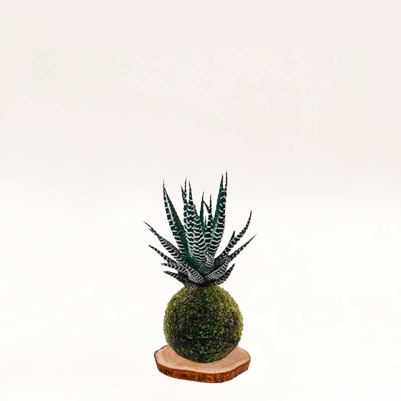 Kokedama Cebra, elaborada de manera artesanal con musgo natural.
