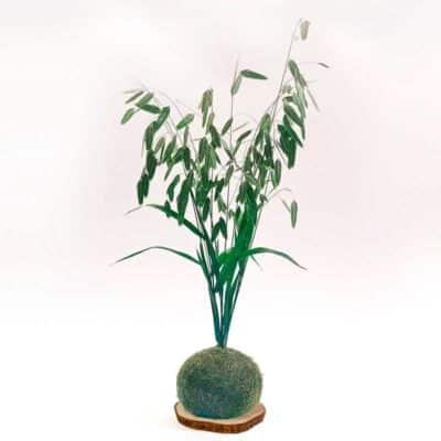 Kokedama Chasmanthyum