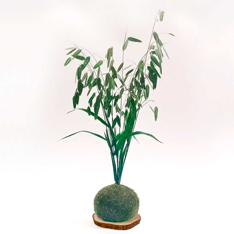 Kokedama Chasmanthyum