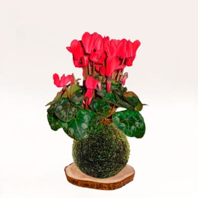 Kokedama Ciclamen elaborado a mano con musgo natural