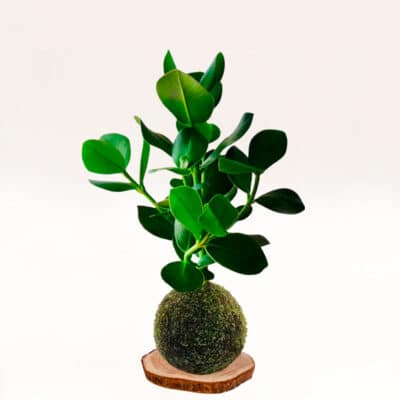 Kokedama Clusia elaborada a mano con musgo natural