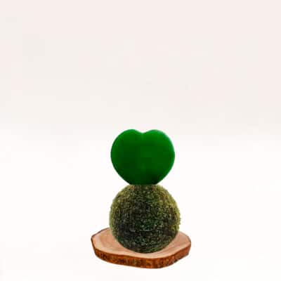 Kokedama Corazón, elaboración artesana con musgo natural.