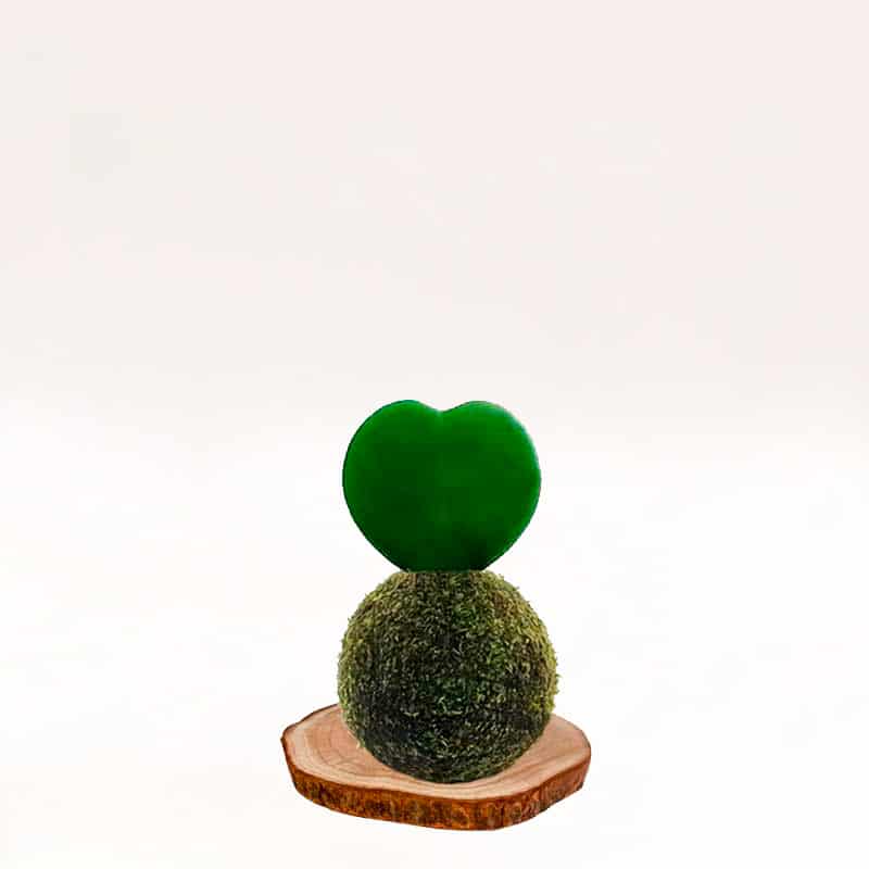 Kokedama Corazón, elaboración artesana con musgo natural.