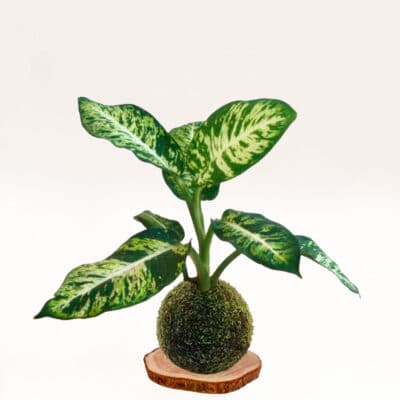 Kokedama Diefembaquia hecha a mano con musgo natural