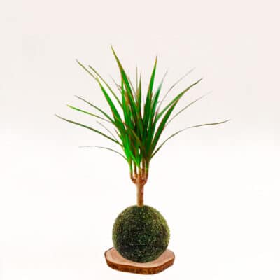 Kokedama Dracena marginata elaborada artesanalmente con musgo natural