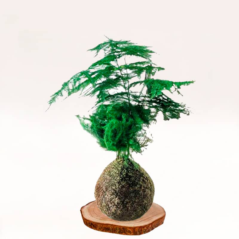 Kokedama Esparraguera elaborada artesanalmente con musgo natural