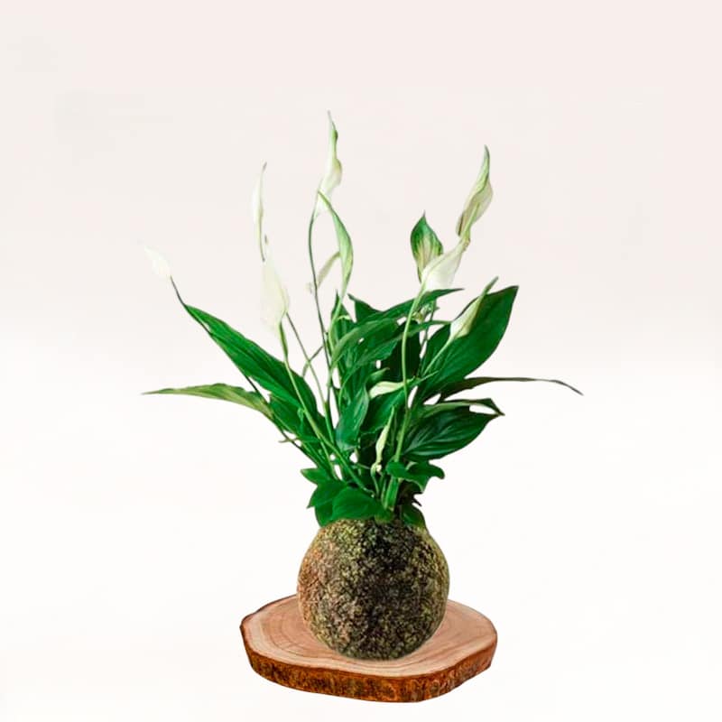 Kokedama Espatifilo elaborada a mano con musgo natural