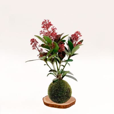 Kokedama Esquimia, hecha a mano con musgo natural.