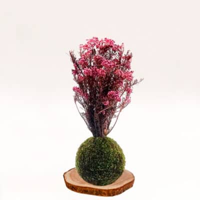 Kokedama Flor-de-arroz