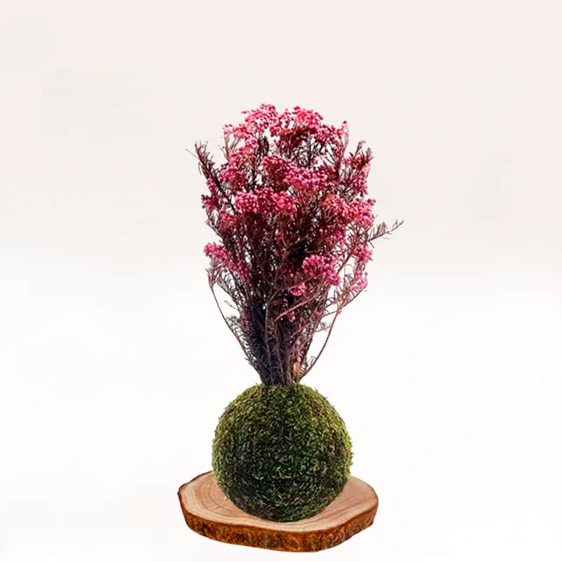 Kokedama Flor-de-arroz
