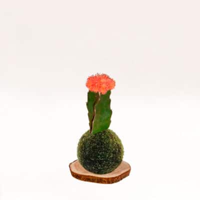Kokecactus gymnocalycium-mihanovichii hecho a mano con musgo natural