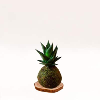 Kokedama Haworthia elaborada artesanalmente con musgo natural