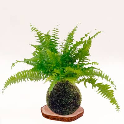 Kokedama Helecho elaborada a mano con musgo natural