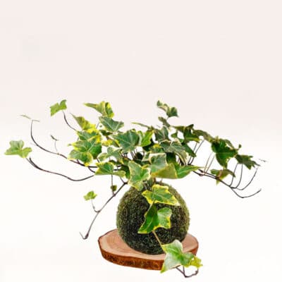 Kokedama Hiedra elaborada a mano con musgo natural