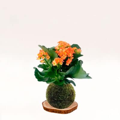 Kokedama Kalanchoe elaborada a mano con musgo natural