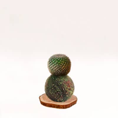 Kokecactus-mammiliaria, hecho a mano con musgo natural.