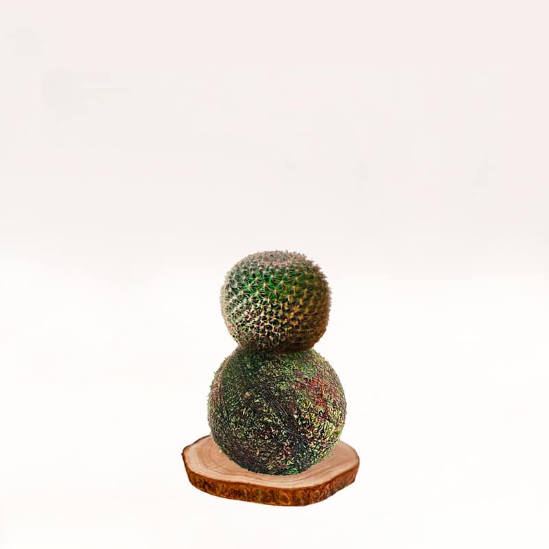 Kokecactus-mammiliaria, hecho a mano con musgo natural.
