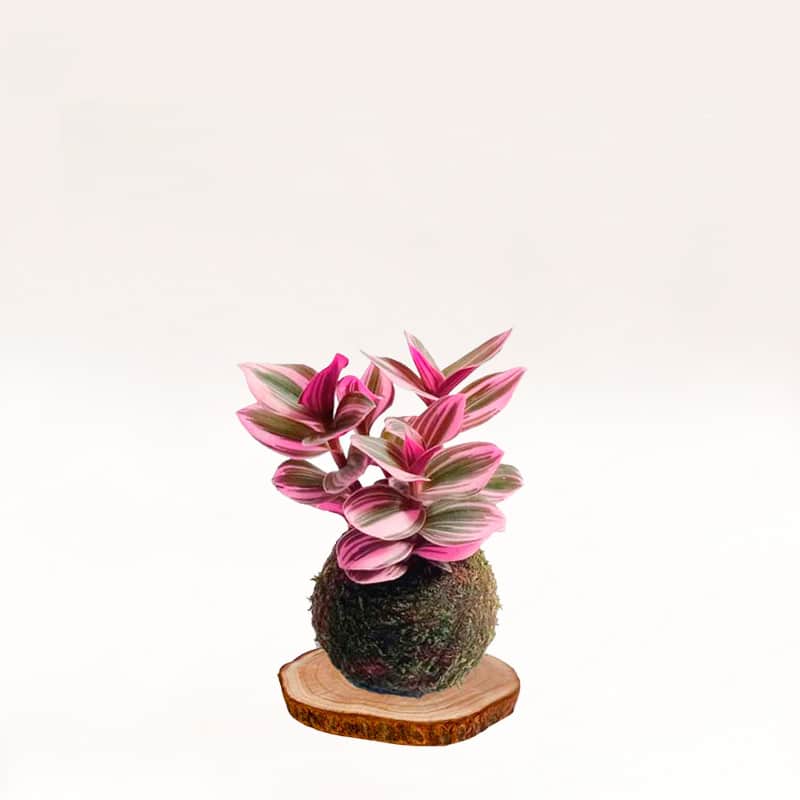 Kokedama Nanouk